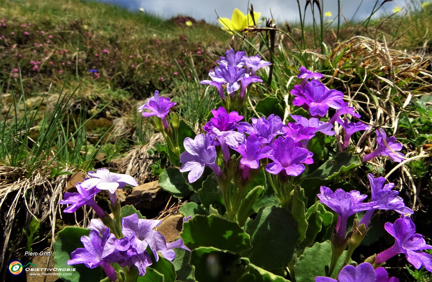 35  Primula irsuta (Primula hirsuta).JPG